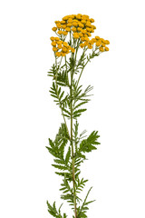 Fototapeta premium Flowers the medicinal plant of tansy, lat. Tanacetum vulgare, isolated on white background