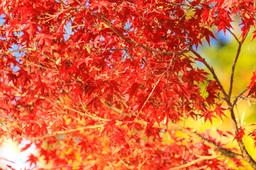 Collection of Beautiful Colorful Autumn Leaves / green, yellow, orange, red
