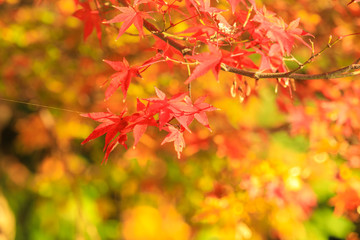 Fototapeta na wymiar Collection of Beautiful Colorful Autumn Leaves / green, yellow, orange, red