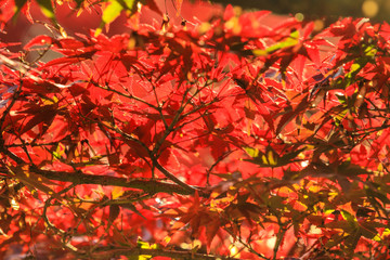 Collection of Beautiful Colorful Autumn Leaves / green, yellow, orange, red