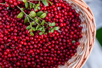 Forest berries closeup with the leaf of a Bush cranberries. Ripe juicy cowberry in wicker basket in the autumn forest on the grass background. Selective focus.