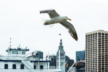 Fototapeta na wymiar USA, San Francisco June 2017: Albatross over the waterfront.