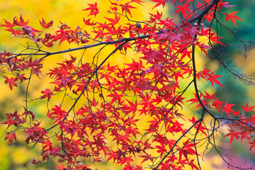 Fototapeta na wymiar Collection of Beautiful Colorful Autumn Leaves