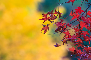 Collection of Beautiful Colorful Autumn Leaves