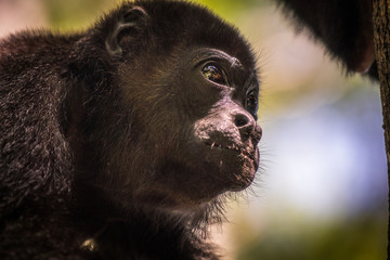 Portrait eines Brüllaffens