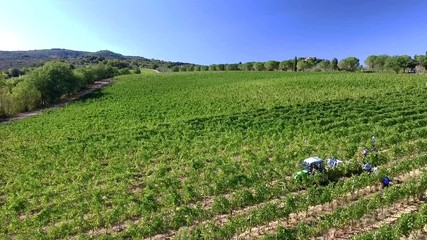 Vendemmia aerea
