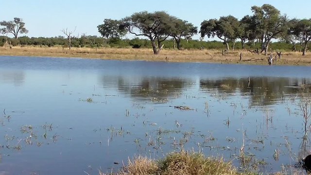 delta of okavango marsh in boswana