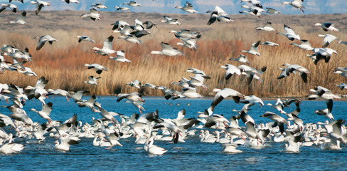 Snow Geese at the Bosque Del Apache
