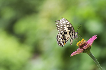 Lime Butterfly sucking nectar from zinnia flowers .