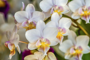 Fototapeta na wymiar Orchid-Dendrobium