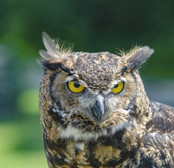 Obraz premium Great Horned owl