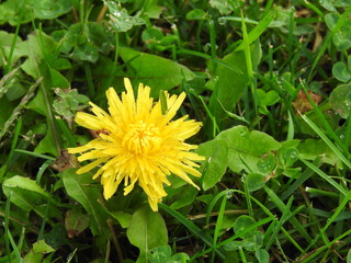 dandelion