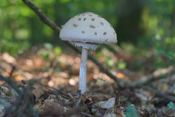 Safran-Riesenschirmpilz