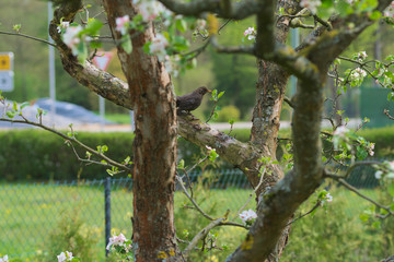 Amsel auf einem Baum