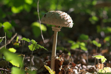 Safran-Riesenschirmpilz