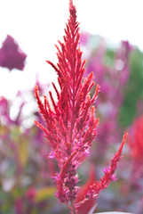 Amaranth - red ornamental plant