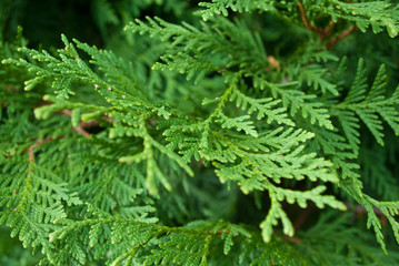 Juniper