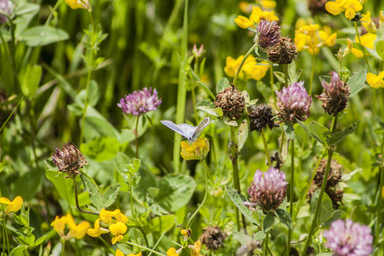 Schmetterling in der Wiese