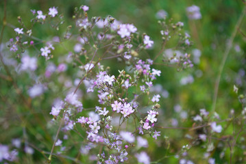 Fototapeta premium A lush bush with little deorativnyh flowers