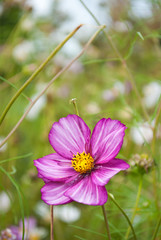 Beautiful pink flower in the garden