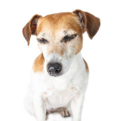 Dog portrait with closed eyes. Shy relaxed emoyion on cute JAck Russell terrier muzzle. White background 