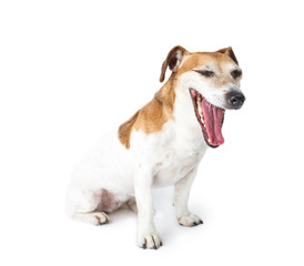 Funny small Jack Russell terrier sitting with open mouth. White background. Animal pet theme