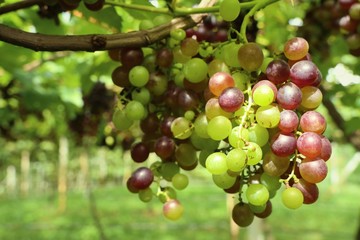 grapes