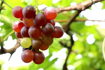 grapes