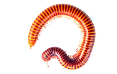 millipede isolated on white background