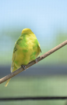 Parakeet Sitting in a Thin Tree Branch Looking Back