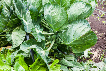 Brussels sprouts plant (Brassica oleracea) at cultivation field