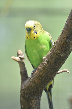 Beautiful Bright Colored Budgie Sitting in a Tree