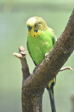 Striking Green and Yellow Budgie Bird in a Tree