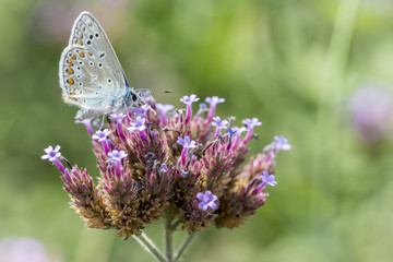 papillon sur sa fleur 