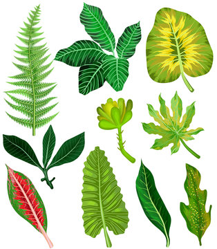 Colorful and exotic set of tropical leaves