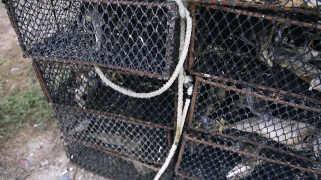 Jaula captura de cangrejos