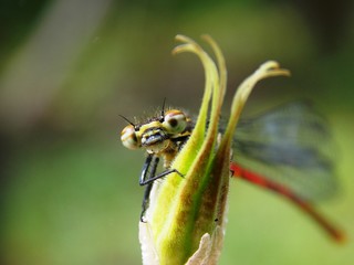 small dragonfly on a plant