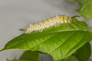 Caterpillars