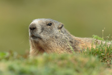 Marmot012