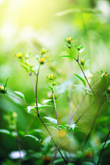 green grass and flowers in nature. Outdoor macro closeup photo