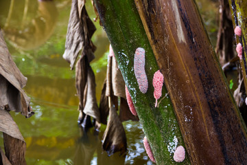 Eggs pink Golden Applesnail on banana stalk
