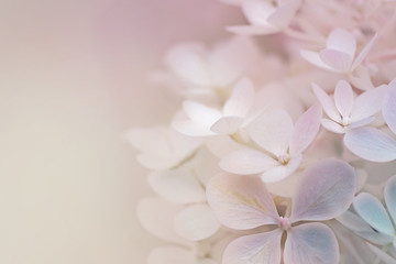 Abstract background of hydrangea paniculata flowers