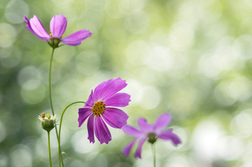 Fototapeta premium Delicate summer flowers on a beautiful background with bokeh.Selective focus