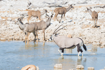 Naklejka na ściany i meble Oryx drinking from Okaukuejo waterhole in daylight. Wildlife Safari in Etosha National Park, the main travel destination in Namibia, Africa.
