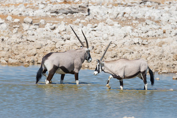 Oryx drinking from Okaukuejo waterhole in daylight. Wildlife Safari in Etosha National Park, the...
