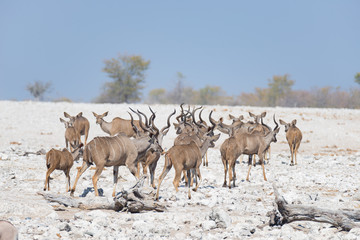 Herd of Kudu walking in the Namibian desert. Wildlife Safari in the Etosha National Park, majestic travel destination in Namibia, Africa.