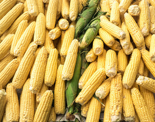 Food background with ripe corn