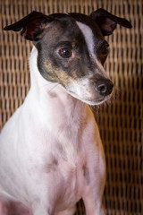 Rat Terrier