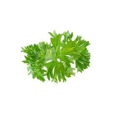 Fresh branch of green parsley natural food isolated on white background