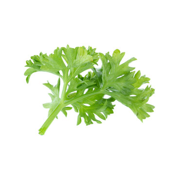 Fresh branch of green parsley natural food isolated on white background